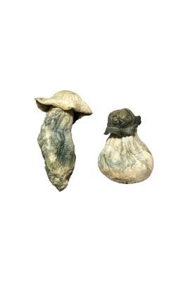 Dive deep into the world of Albino Penis Envy mushrooms, one of the strongest and rarest magic mushrooms. Our guide covers potency, effects, dosing, safety,