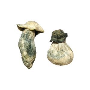 Dive deep into the world of Albino Penis Envy mushrooms, one of the strongest and rarest magic mushrooms. Our guide covers potency, effects, dosing, safety,