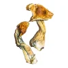 B+ Magic Mushrooms Buy B+ Magic Mushrooms - Discover 1 Of Benefits and Safe Use