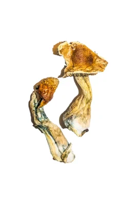 B+ Magic Mushrooms Buy B+ Magic Mushrooms - Discover 1 Of Benefits and Safe Use