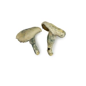 Shrooms for Sale: Discover the #1 Benefits and Safe Usage