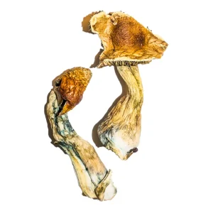 Buy B+ Magic Mushrooms - Discover 1 Of Benefits and Safe Use