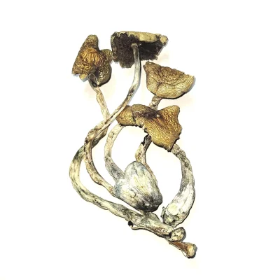 Blue Meanie Magic Mushrooms Buy Blue Meanie Mushrooms - Your #1 Trusted Online Store