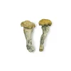 where to buy magic mushrooms - We Are #1 Top Store Online