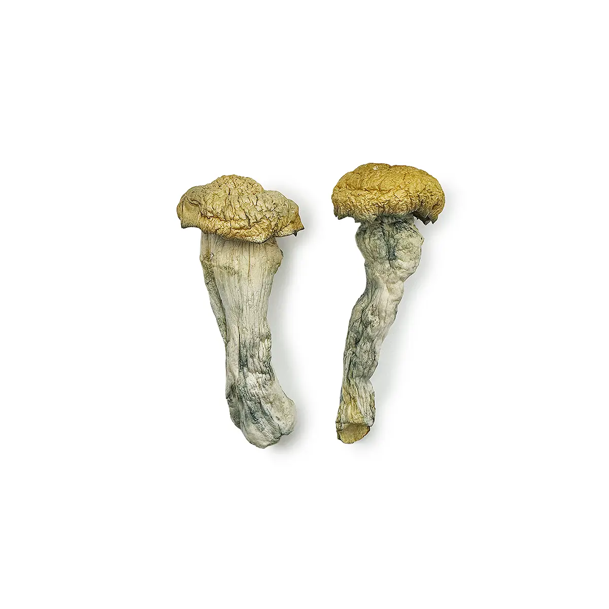 Creature 801 Magic Mushrooms where to buy magic mushrooms - We Are #1 Top Store Online