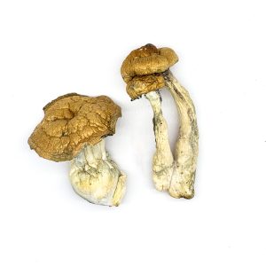 Where To Buy Shrooms - Pure Mushroom Store Your #1 Trusted