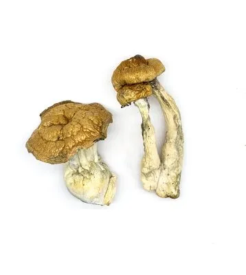 Where To Buy Shrooms - Pure Mushroom Store Your #1 Trusted