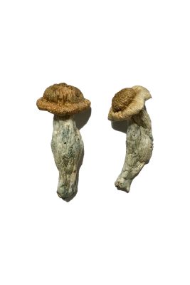 Where Can I Buy Shrooms - Pure Mushroom Your #1 Online Store
