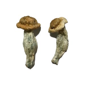Where Can I Buy Shrooms - Pure Mushroom Your #1 Online Store