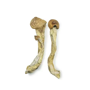 Magic Mushrooms Buy Online - Your #1 trusted Online Store