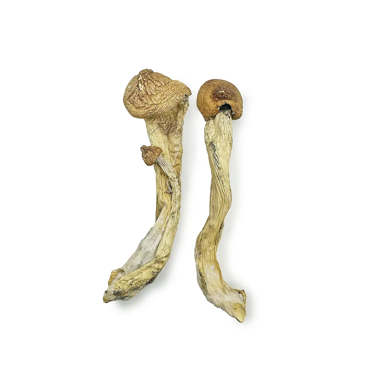 Penis Envy 7 Magic Mushrooms Magic Mushrooms Buy Online - Your #1 trusted Online Store
