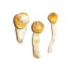 Penis Envy Magic Mushrooms Buy Magic Mushrooms Online - Your #1 Trusted Online Store