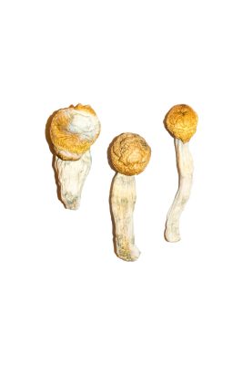 Penis Envy Magic Mushrooms Buy Magic Mushrooms Online - Your #1 Trusted Online Store