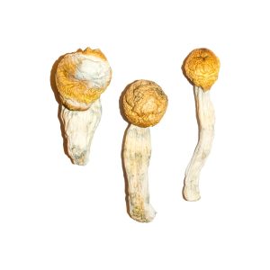 Buy Magic Mushrooms Online - Your #1 Trusted Online Store