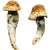 Penis Envy XL Magic Mushrooms Magic Mushroom For Sale - Your #1 Trusted Online Store