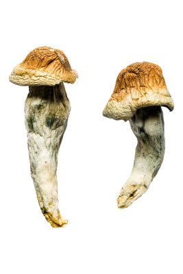 Penis Envy XL Magic Mushrooms Magic Mushroom For Sale - Your #1 Trusted Online Store
