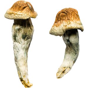 Magic Mushroom For Sale - Your #1 Trusted Online Store