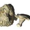 Phobos Magic Mushrooms Buying Magic Mushrooms Online - Your #1 Trusted Online Store