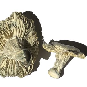 Buying Magic Mushrooms Online - Your #1 Trusted Online Store