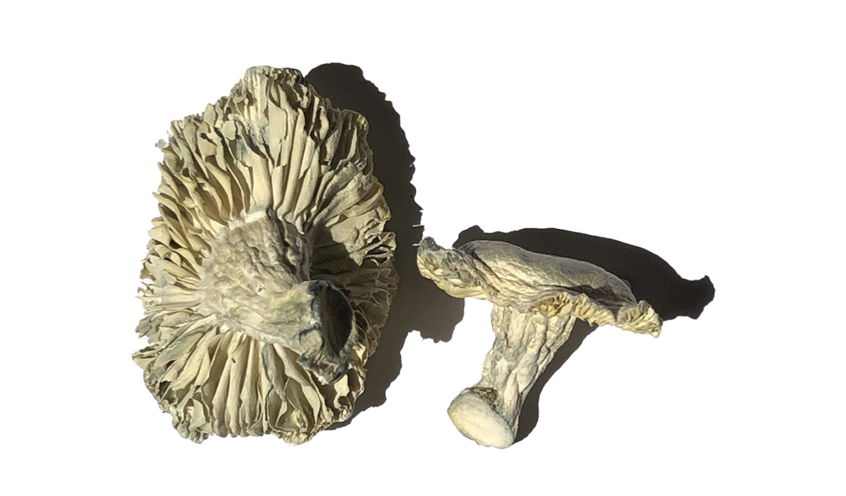 Phobos Magic Mushrooms Buying Magic Mushrooms Online - Your #1 Trusted Online Store