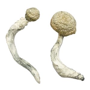 Buy Thrasher Mushroom - Your #1 Trusted Online Store