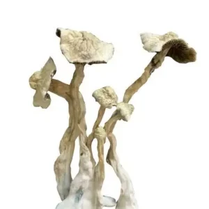 Buy Psilocybin Mushrooms Online - Your #1 Trusted Store