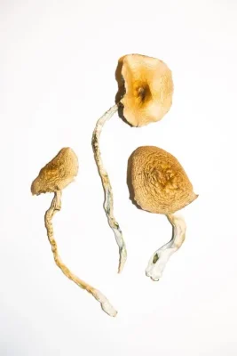 Psilocybin Mushrooms For Sale - #1 Trusted Shrooms Store