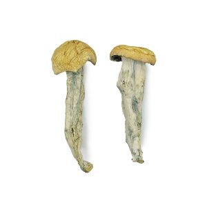 Where Can You Buy Magic Mushrooms - #1 Trusted Online Store