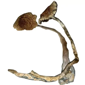 Buy Mazatapec Mushrooms​ - Your #1 Trusted Online Store