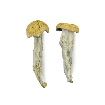 Where Can You Buy Magic Mushrooms - #1 Trusted Online Store