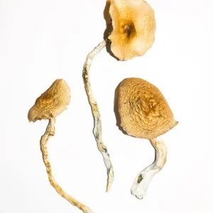 Psilocybin Mushrooms For Sale - #1 Trusted Shrooms Store