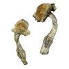Gorlin Magic Mushrooms Buy Psilocybin Mushrooms - Your #1 Trusted Shrooms Store