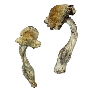 Buy Psilocybin Mushrooms - Your #1 Trusted Shrooms Store