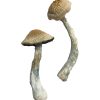 Buy Hillbilly Magic Mushrooms - Your #1 Trusted Online Store