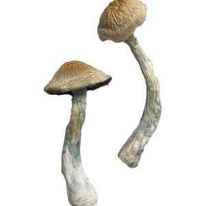 Buy Hillbilly Magic Mushrooms - Your #1 Trusted Online Store