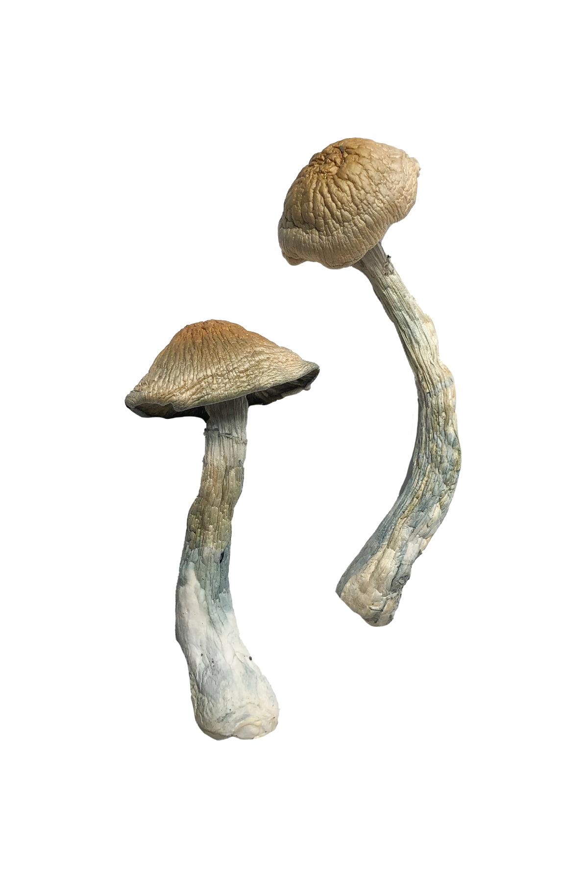 HillBilly Magic Mushrooms Buy Hillbilly Magic Mushrooms - Your #1 Trusted Online Store