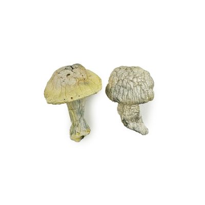 Magic Mushrooms Buy - Your #1 Trusted Magic Mushroom Store