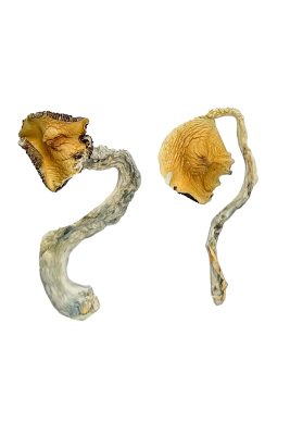 Where Can I Buy Psychedelic Mushroom - Your #1 Trusted Store