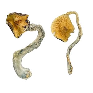 Where Can I Buy Psychedelic Mushroom - Your #1 Trusted Store
