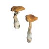 Buy Magic Mushrooms Online - Your #1 Trusted Store Online