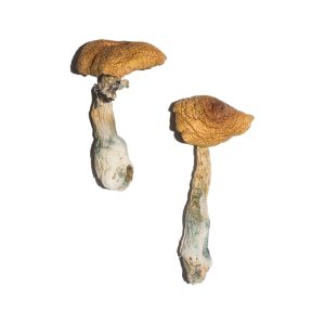 Buy Magic Mushrooms Online - Your #1 Trusted Store Online