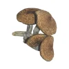 Burma Magic Mushrooms Where Do You Buy Shrooms - We Are Your #1 Trusted Store