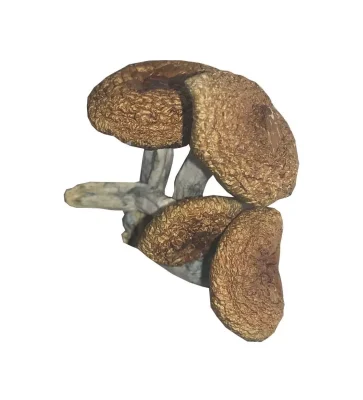 Where Do You Buy Shrooms - We Are Your #1 Trusted Store