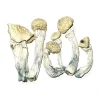 Where To Buy Magic Mushroom - Your #1 Trusted Store Online