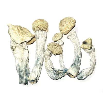 Where To Buy Magic Mushroom - Your #1 Trusted Store Online