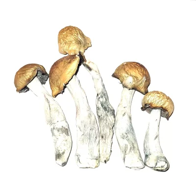 Melmac Magic Mushrooms Buy Melmac Mushrooms - Your #1 Online Store Magic Mushrooms
