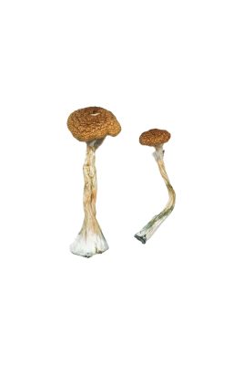 Where To Buy Psilocybin Mushrooms - Your #1 Trusted Store