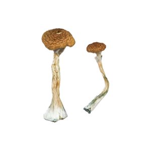 Where To Buy Psilocybin Mushrooms - Your #1 Trusted Store