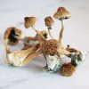 Buy Hawaiian Mushroom​ - Your #1 Trusted Shrooms Store