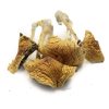 African Transkei Magic Mushrooms Buy Shrooms Online - We are Your #1 Trusted Online Store